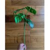 MONSTERA EN RAMA - Image 2