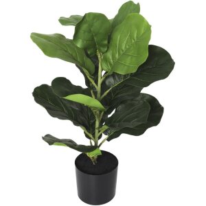 PLANTA MINI PANDURATA