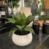PLANTA AGAVE - Image 2