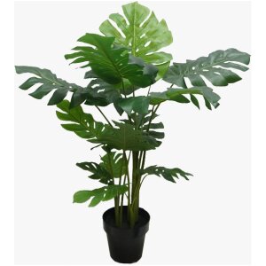 PLANTA MONSTERA GRANDE