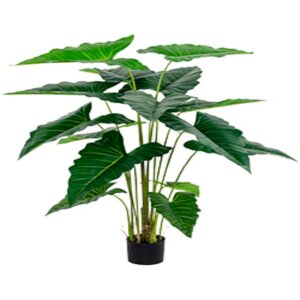 PLANTA ALOCASIA CHICA