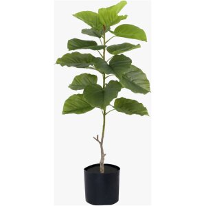 PLANTA FICUS GRANDE