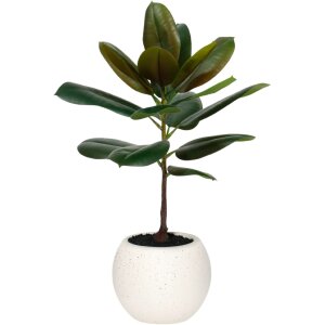 ARBOL DE CAUCHO CHICO