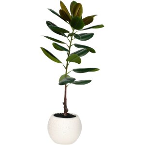 ARBOL DE CAUCHO GRANDE