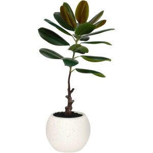 ARBOL DE CAUCHO MEDIANO