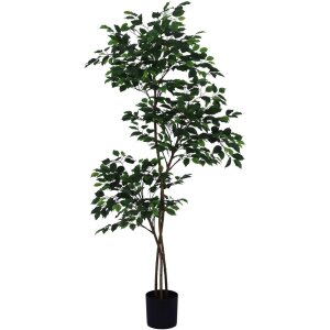 ARBOL FICUS GRANDE