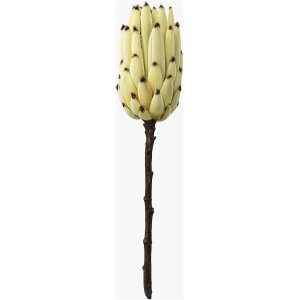 FOLLAJE FLOR PROTEA