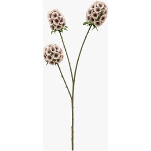 FOLLAJE FLOR SCABIOSA